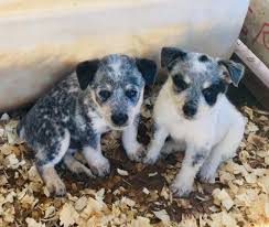3 4 Blue Heeler 1 4 Australian Shepherd Pups For More Information Click On The Image Or Got To Ad 106645 Australian Shepherd Blue Heeler Dogs Aussie Puppies
