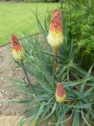 Image result for Asphodelaceae