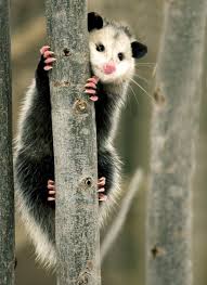 Pin On Beautiful Black And White Creatures