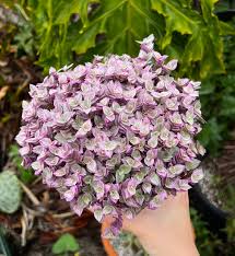 Image result for Callisia repens