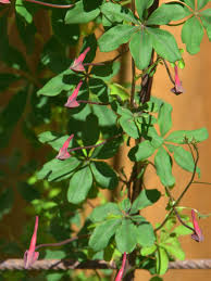 Image result for Ildblomkarse