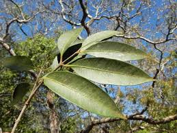 Image result for Microglossa densiflora