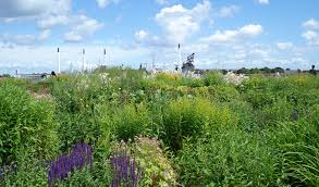 Green roofs are a good idea. Copenhagen Is Officially The Eu S Greenest City In Part Because Of Its Innovative Series Of Rooftop Gardens