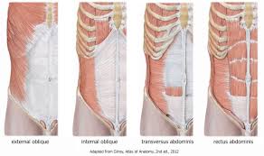 The human rib cage is made up of 12 pairs of ribs,. What S A Rib Flare And What Does It Mean Integrate 360 Physical Therapy