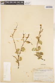 Image result for Bauhinia macrantha