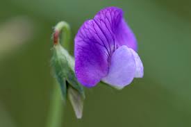 Image result for Lathyrus hirsutus