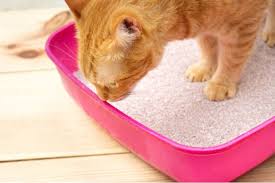 I love this machine so well 2 other family members have. The 25 Best Cat Litters For Odor Control Of 2020 Cat Life Today