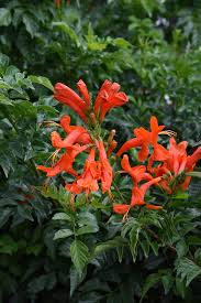 Image result for Tecomaria capensis