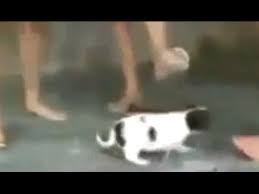 Uae national day in 2021 Illegale Videos Animal Crushing Asyl Fur Lesben Und Schwule Wochenruckblick 2 Go Youtube
