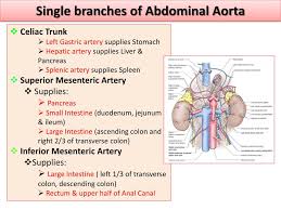 Ppt Major Arteries Of The Body Powerpoint Presentation Free Download Id 2034387