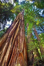 Mighty Coastal Redwoods Muir Woods Ca Coastal Redwood Forest Photos Muir Woods