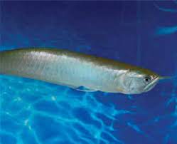 Arowana Fish Petco