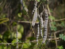 Image result for Acacia nilotica