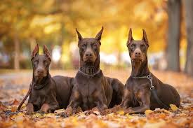 I am up to the dobamann. 7 262 Dobermann Fotos Kostenlose Und Royalty Free Stock Fotos Von Dreamstime