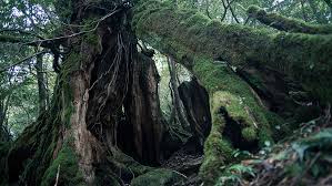 UNESCO World Natural Heritage - Yakushima Island in Japan (1) Shiratani  Unsuikyo Ravine- [Canon Hongkong Company Limited]