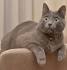 Korat Cat Breed Information, Pictures, Characteristics & Facts