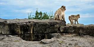 Helyezett 24 látnivalók közül itt: La Foret Des Singes Vallee De La Dordogne Tourisme Rocamadour Padirac Autoire Loubressac Carennac Collonges La Rouge