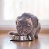 Why is my cat eating litter? Https Encrypted Tbn0 Gstatic Com Images Q Tbn And9gcri1 Euypdwg Ptqmmx6imocr59dmhty8nsungjy U 7 Bvnscq Usqp Cau