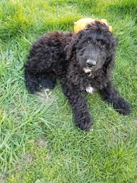 Browse thru our id verified puppy for sale listings to find your perfect puppy in your area. The Perfect Furry Family Member Goldendoodle Puppies Available For Sale In Fishers Indiana Classified Americanlisted Com