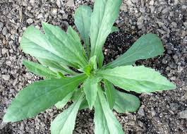 Image result for Conyza limosa