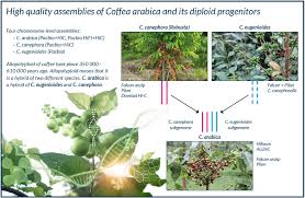Image result for Coffea ligustroides