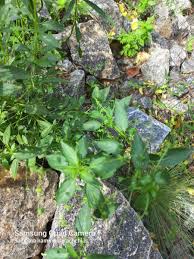 Image result for Micrococca mercurialis