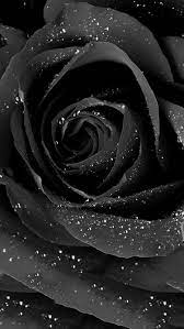Roses Blackroses Beautifulroses Rosebud Black Rose Purple Flowers Wallpaper Black Flowers
