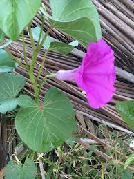 Image result for Ipomoea asarifolia