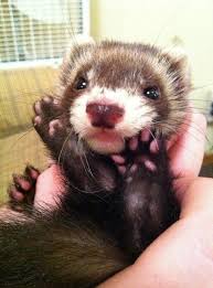 Ferret (@LovingFerret) | Twitter