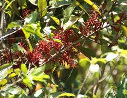 Image result for Helixanthera schizocalyx