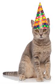 Cat happy birthday cards (26). How To Throw A Birthday Party For Your Cat