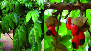 Image result for Trichilia