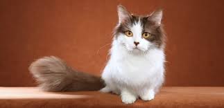 Kedi Turleri Cinsleri Ve Irklari Ilgi Duyulan 50 Kedi Ozelligi