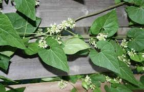 Cynanchum Laeve Honeyvine Milkweed Pint Plant Or Seeds Free Plant Leaves Milkweed Plants