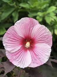 We did not find results for: Dinner Plate Hibiscus A Hardy Perennial With Giant Flowers Hibiscus Moscheutos Home For The Harvest