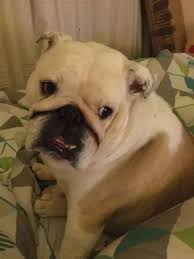 Check out the frenchie mixes below, and let us know what you think in the. Why Are Bulldogs So Muscular Quora