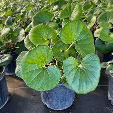 Image result for Farfugium japonicum