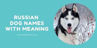 Strong female dog names image credit: Russian Dog Names 500 Russian Male And Female Dog Names In 2021