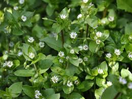 This weed barrier prevents weeds from growing by blocking sunlight from penetrating soil while allowing air and water through to nourish plants. Guide To Identify Common Ohio Lawn Weeds Weed Identification