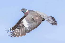 Have People In The Uk Really Been Banned From Shooting Wood Pigeons New Scientist