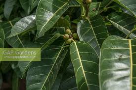 Image result for Ficus virens