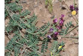 Image result for Lessertia pauciflora