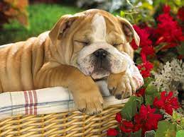 Ver más ideas sobre fondo para laptop, fondos de pantalla ordenador, fondo de pantalla laptop. Fondos De Pantalla De Perros