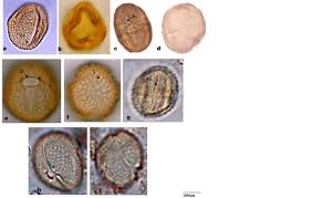 Image result for Grewia barombiensis