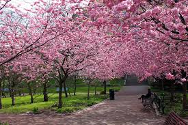 Download gratis wallpaper bunga bergerak wallpaper bunga sakura latar belakang mawar dan lainnya. Tidak Perlu Ke Jepang 2 Tempat Di Indonesia Ini Punya Bunga Sakura