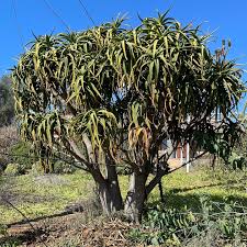 Image result for Aloidendron tongaense