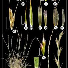 Image result for Tripogon