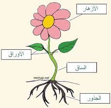 نتيجة بحث الصور عن صورة توضح اجزاء النبات لللفراولة Parts Of A Plant Back To School Pictures School Pictures