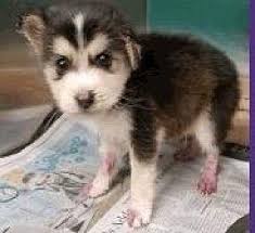 Buy and sell on gumtree australia today! Pinto Siberian Husky Puppy Male For Sale In Fort Collins Colorado Classified Americanlisted Com