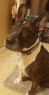 Because the french bulldog is a highly intelligent breed, it would make a good companion for young children because of its curiosity. French Bull Terrier Dog Breed Information And Pictures